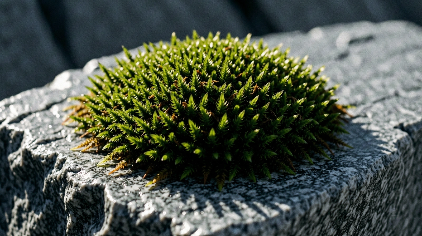 Botanische Textur